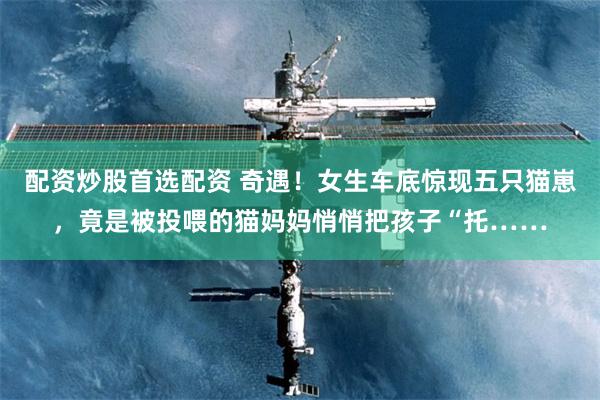 配资炒股首选配资 奇遇！女生车底惊现五只猫崽，竟是被投喂的猫妈妈悄悄把孩子“托……