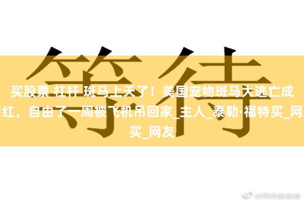 买股票 杠杆 斑马上天了！美国宠物斑马大逃亡成网红，自由了一周被飞机吊回家_主人_泰勒·福特买_网友