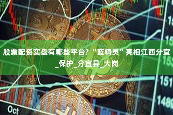 股票配资实盘有哪些平台? “蓝精灵”亮相江西分宜_保护_分宜县_大岗